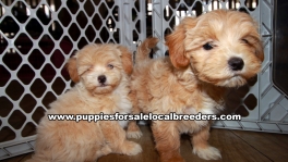 Lovely Cavapoo Puppies for sale Atlanta Georgia