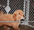 Playful Poodle Puppies for sale Atlanta Georgia