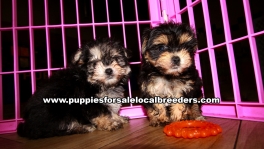 Microchiped Morkie Puppies for sale Atlanta Georgia