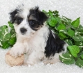 Microchiped Morkie Puppies for sale Atlanta Georgia