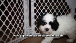 Beautiful Poodle Puppies for sale near Atlanta Georgia