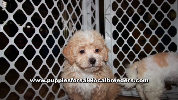 Beautiful Maltipoo Puppies for sale near Atlanta Georgia