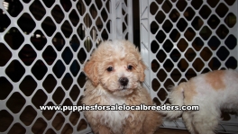 Beautiful Maltipoo Puppies for sale near Atlanta Georgia