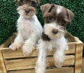 Small Mini Schnauzer Puppies For Sale Georgia Near Atlanta