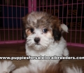 Small Malti Tzu Puppies For Sale Georgia Near Atlanta