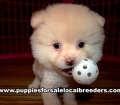 Small Pomeranian Puppies For Sale Georgia Near Atlanta