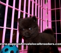 Small Pomeranian Puppies For Sale Georgia Near Atlanta