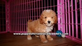 Small Bichon Poo Puppies For Sale Georgia Near Atlanta