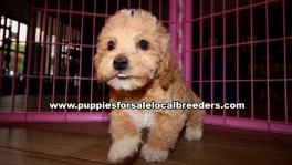 Adorable Bichon Poo Puppies For Sale Georgia Near Atlanta