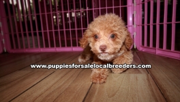 Adorable Poodle Puppies For Sale Georgia Near Atlanta
