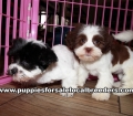 Cute Shih Poo Puppies For Sale Georgia Near Atlanta