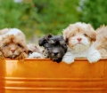 Cute Shih Poo Puppies For Sale Georgia Near Atlanta