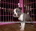 Cute Blue Boston Terrier Puppies For Sale Georgia Near Atlanta