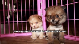 Cute Pomeranian Puppies For Sale Georgia Near Atlanta