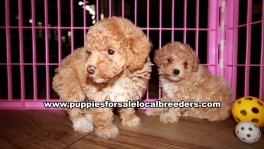 Cute Poodle Puppies For Sale Georgia Near Atlanta