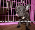Cute French Bulldog Puppies For Sale Georgia Near Atlanta